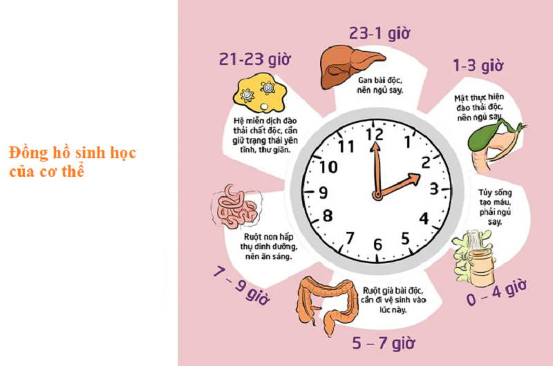 Lời khuyên ngủ đúng giờ để phòng bệnh tim mạch