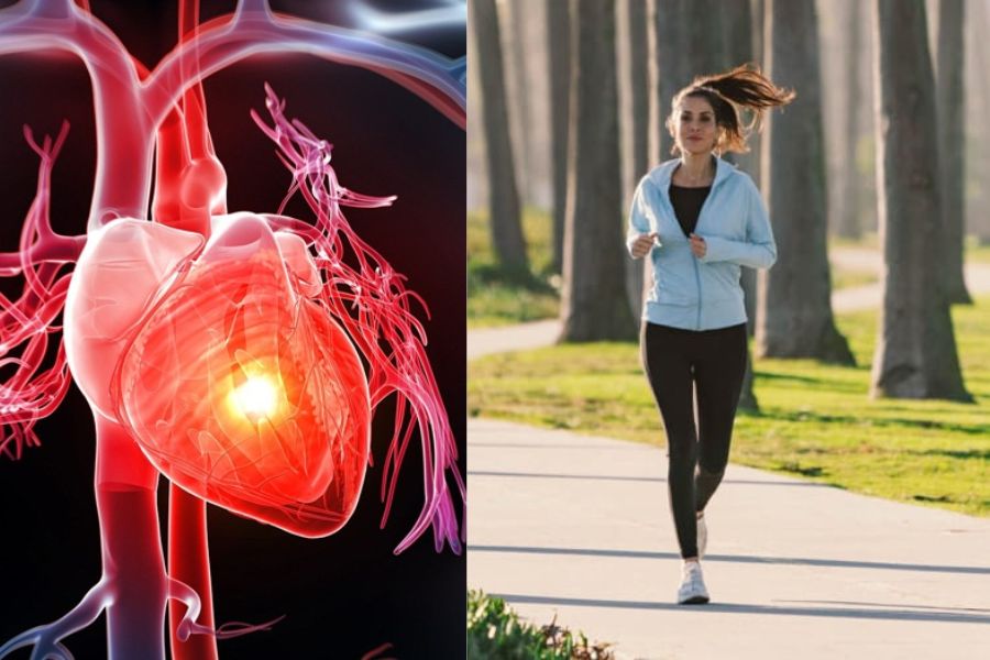 Cơ chế cardio tác động lên hệ tim mạch