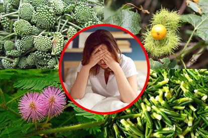Dùng thuốc nam trị mất ngủ đang trở thành xu hướng