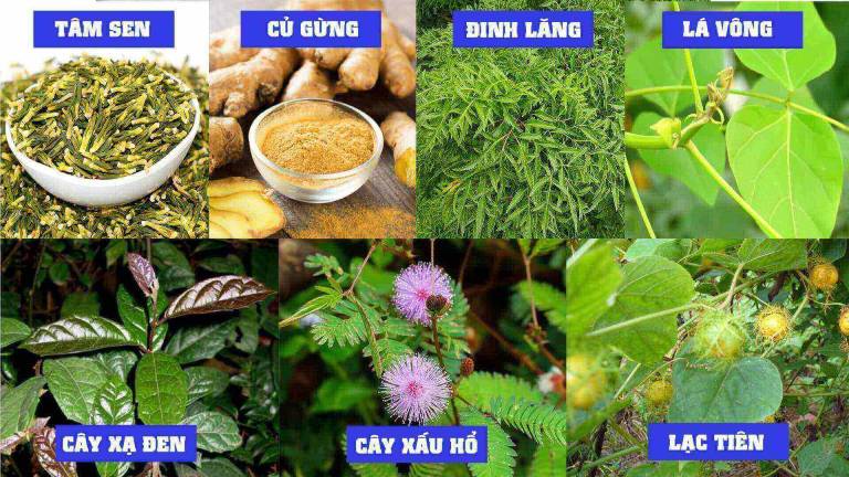 Lưu ý khi dùng thuốc nam trị mất ngủ