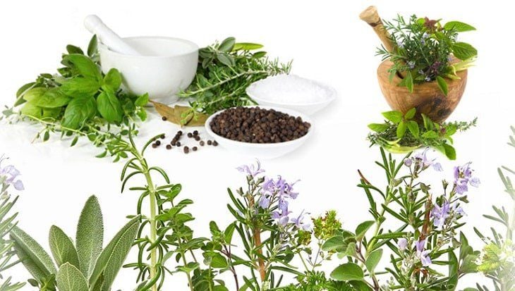 Sử dụng thuốc nam đúng cách hỗ trợ chữa bệnh dạ dày