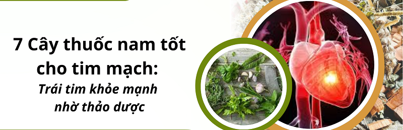 Cây thuốc nam hỗ trợ điều trị bệnh tim mạch