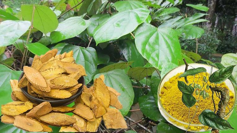 Lợi ích khoa học của cây thuốc nam trong điều trị bệnh tim