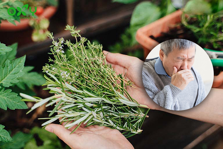 Bảng tác dụng các cây thuốc nam cho bệnh tim mạch