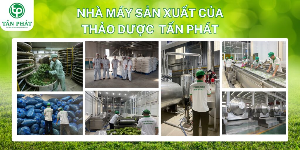 nha may thao duoc tan phat