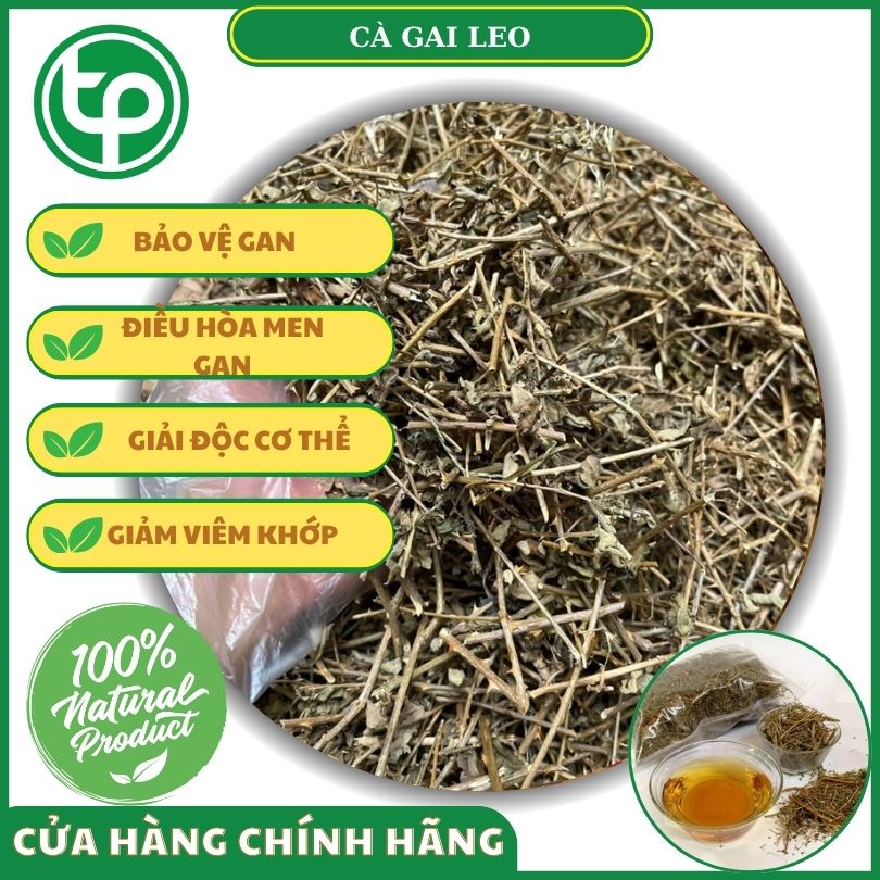 Công dụng của cà gai leo đối với sức khỏe