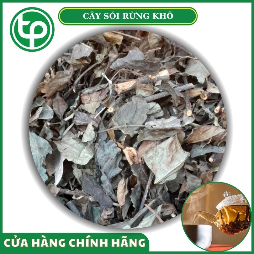Cây sói rừng khô tại Tấn Phát