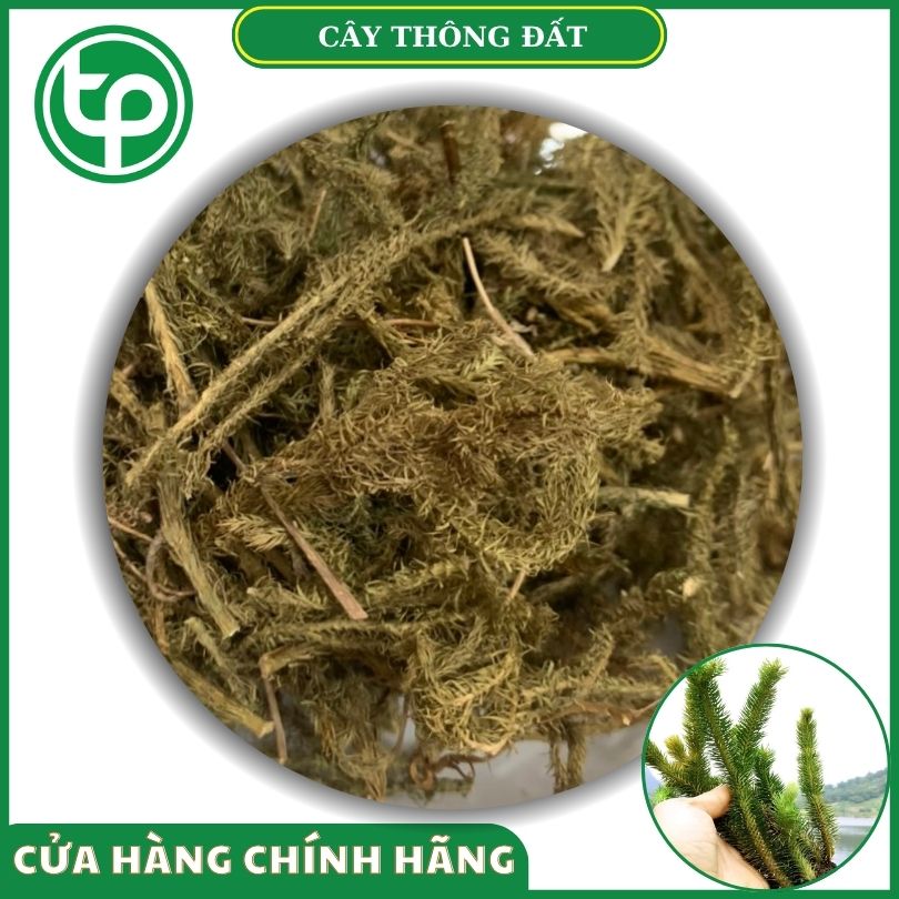 Cây thông đất khô tại Tấn Phát