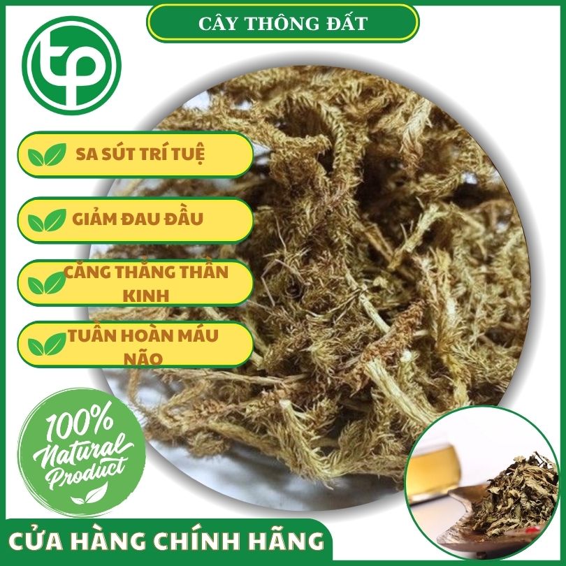 Cây thông đất khô tối cho sức khỏe