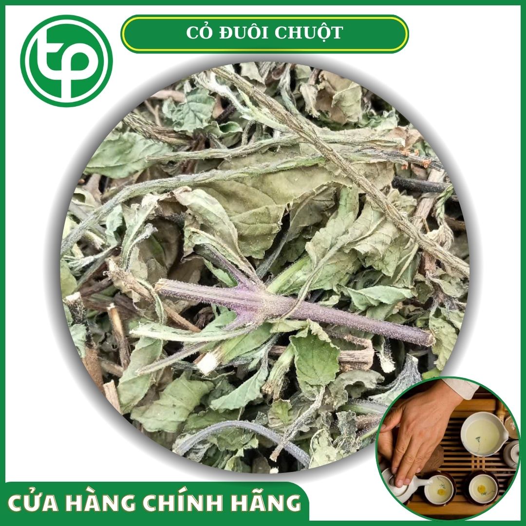 Cỏ Đuôi Chuột Tấn Phát