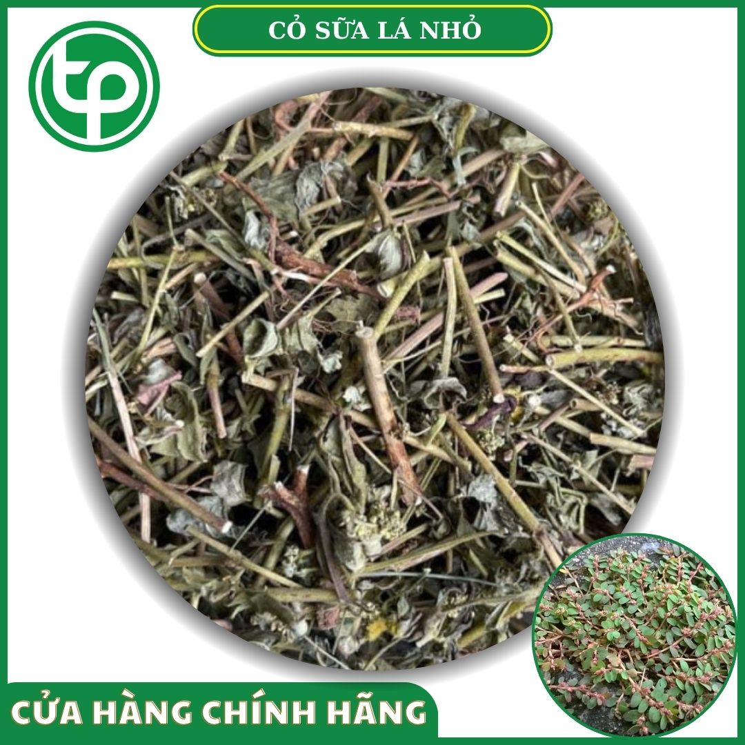 Cỏ sữa lá nhỏ tại Tấn Phát