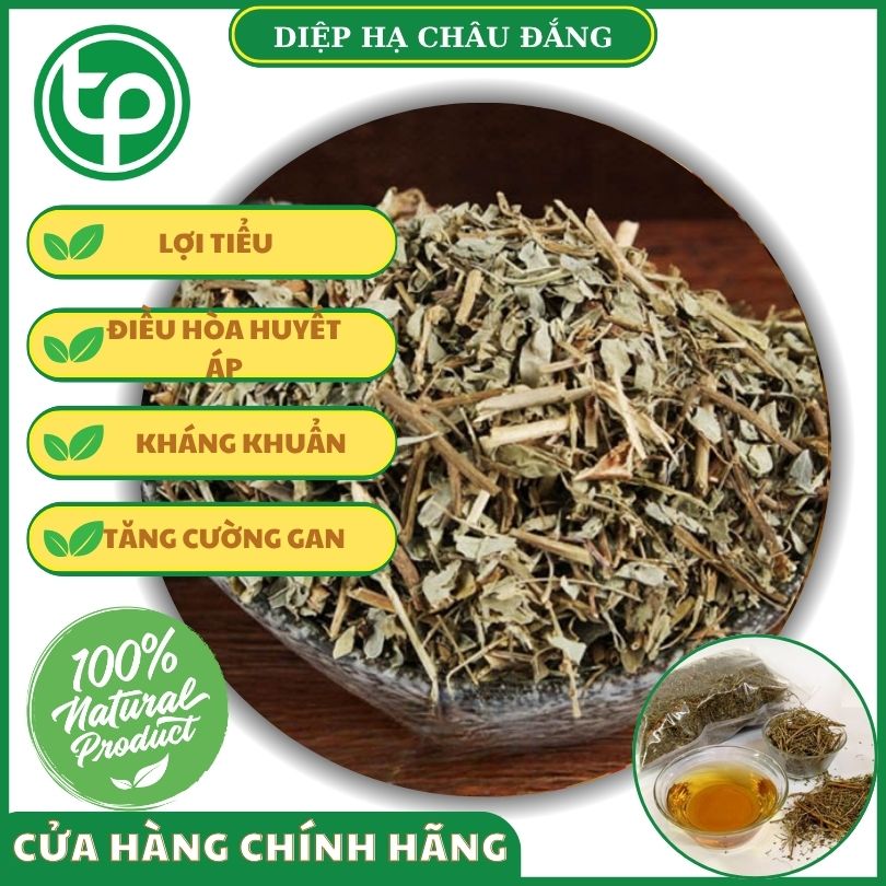 Diệp hạ châu đắng mang đến nhiều lợi ích cho sức khỏe
