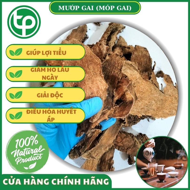 Công dụng của móp gai đối với sức khỏe