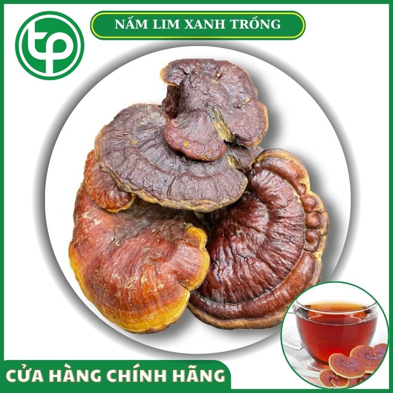 Nấm lim xanh trồng tại Tấn Phát