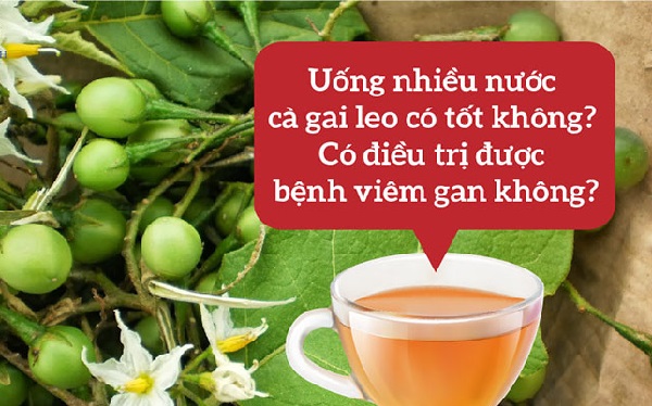 Cà gai leo và niềm tin hỗ trợ trị viêm gan