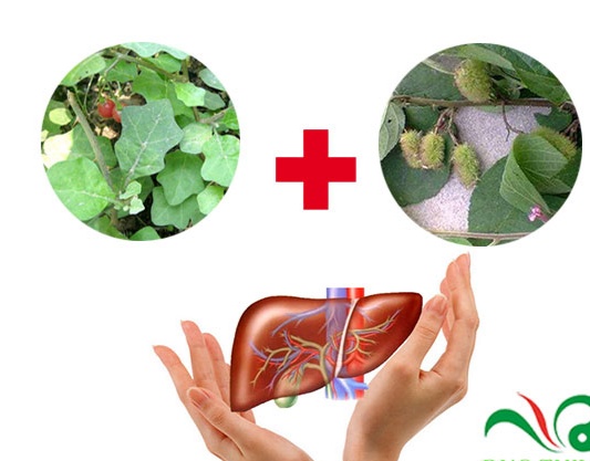 Cảnh báo rủi ro khi dùng cà gai leo trị viêm gan