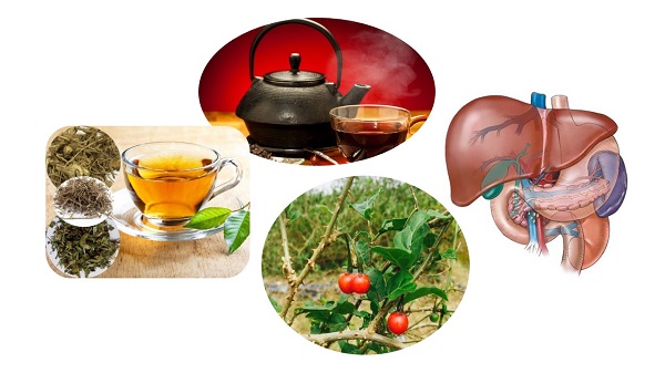 Khuyến nghị dùng trà cà gai leo hỗ trợ điều trị viêm gan