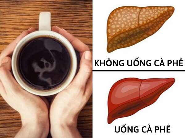 Nghiên cứu về tác dụng cà phê đối với gan