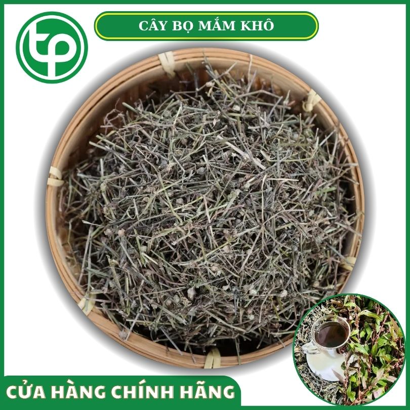 Cây bọ mắm khô tại Tấn Phát