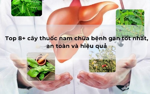 Hình ảnh các loại cây thuốc nam giúp hỗ trợ điều trị viêm gan