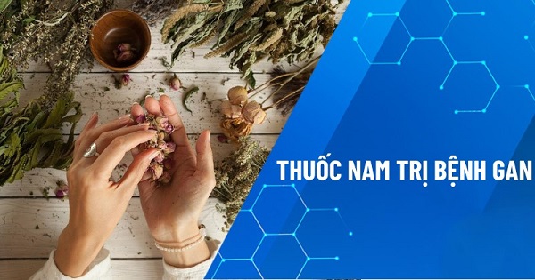 Thảo dược tự nhiên giúp bảo vệ gan