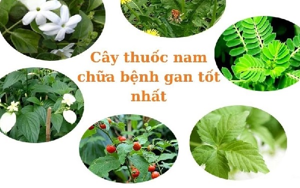 Thận trọng khi sử dụng thuốc nam trị viêm gan