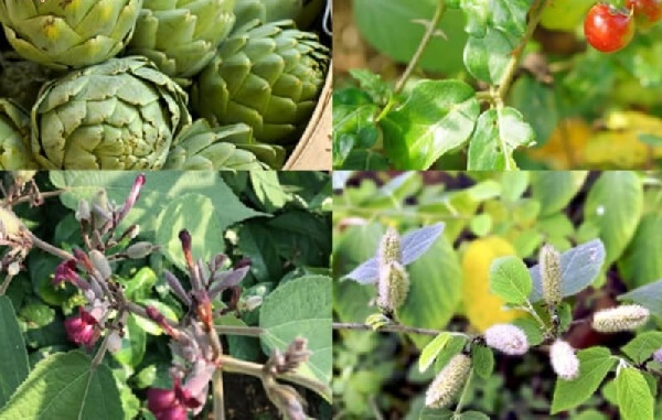 Lời khuyên sử dụng thuốc nam hỗ trợ điều trị viêm gan