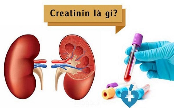 Creatine hoạt động trong cơ thể như thế nào