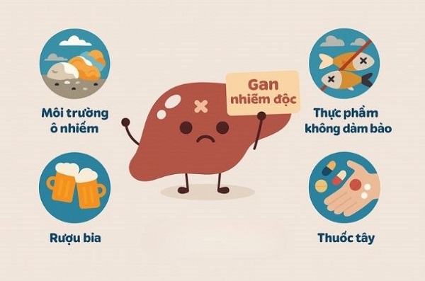 Giải độc gan đúng cách giúp ngăn ngừa tiến triển viêm gan