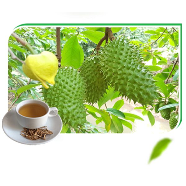 Lá mãng cầu – Bí mật chăm sóc gan từ thiên nhiên