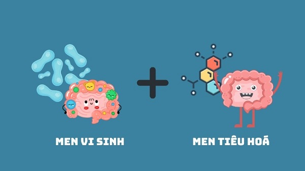 Tổng quan về men vi sinh và enzyme tiêu hóa