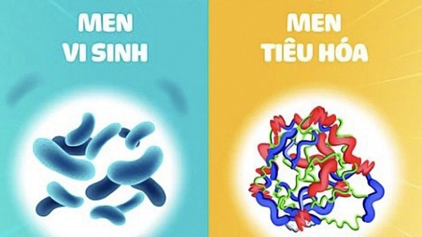 Cấu trúc và cơ chế hoạt động của men vi sinh và enzyme tiêu hóa