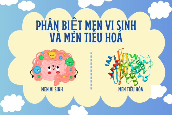 Giải pháp tiêu hóa an toàn và hiệu quả từ thảo dược Tấn Phát