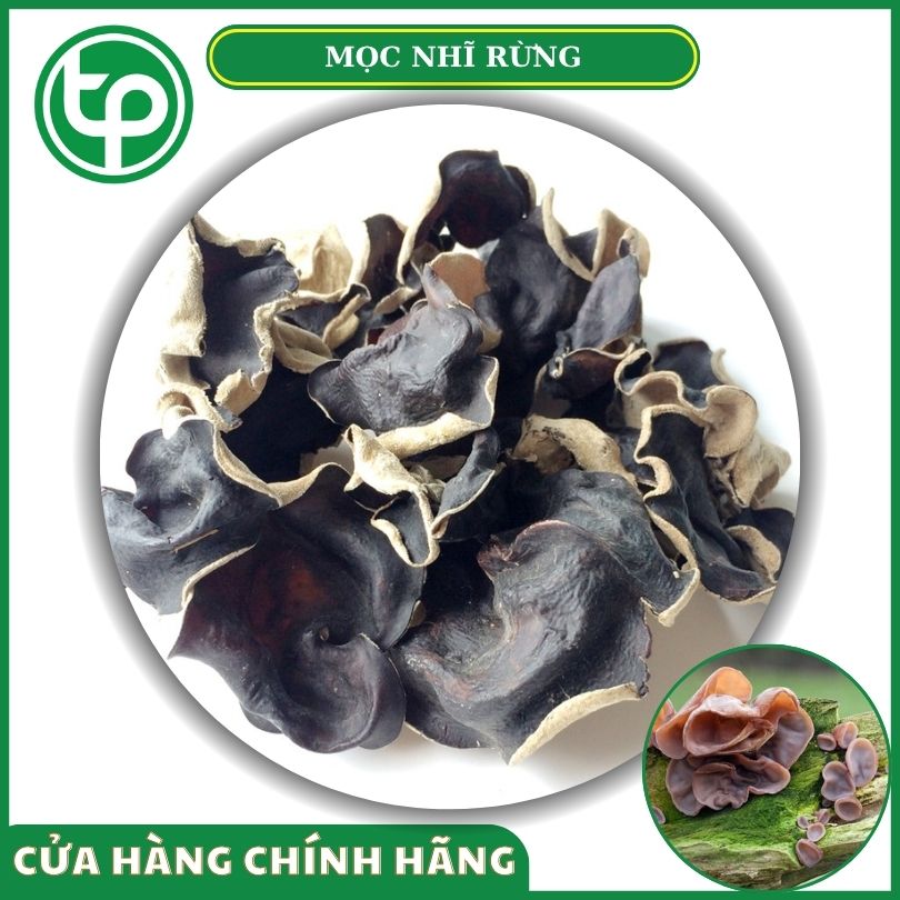 Mọc nhĩ rừng/ nấm mèo đen tại Tấn Phát