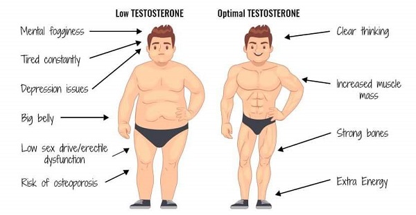 Vai trò của testosterone cùng yếu tố dinh dưỡng và lối sống