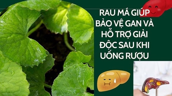 Sử dụng rau má đúng cách để hỗ trợ giảm nóng gan