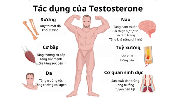Testosterone đóng vai trò trung tâm trong sức khỏe nam giới