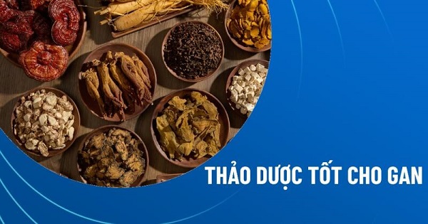 Uống trà thảo dược giúp bảo vệ gan