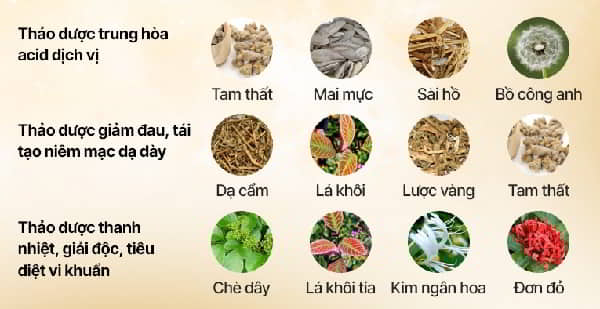 Các loại cây thuốc nam hỗ trợ sức khỏe dạ dày