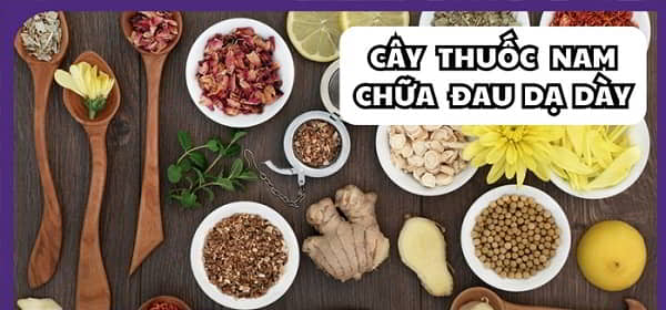 Lời khuyên dùng cây thuốc nam hỗ trợ tiêu hóa an toàn