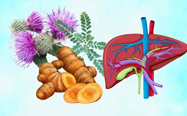 Dược liệu tự nhiên giải độc gan