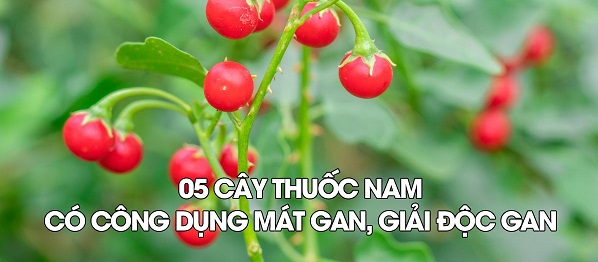 Thành phần thảo dược trong thuốc nam giải độc gan