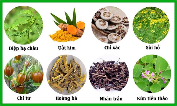 Các loại thảo dược nam trị sỏi thận hiệu quả