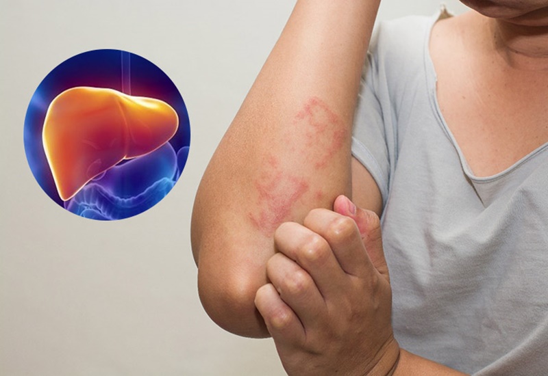 Gan giữ vai trò trung tâm trong quá trình tiêu hóa, sản xuất mật.