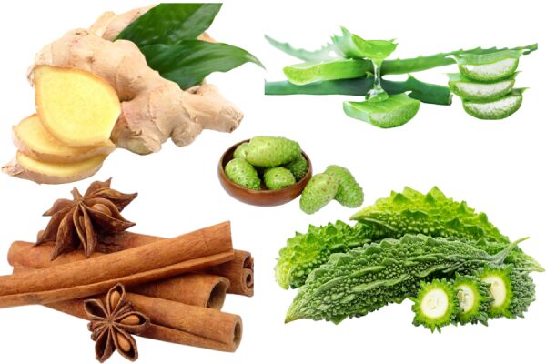 Sử dụng thảo dược truyền thống trong kiểm soát tiểu đường