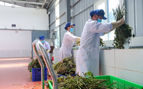 Chọn đúng địa chỉ bán thảo dược thiên nhiên cho răng miệng