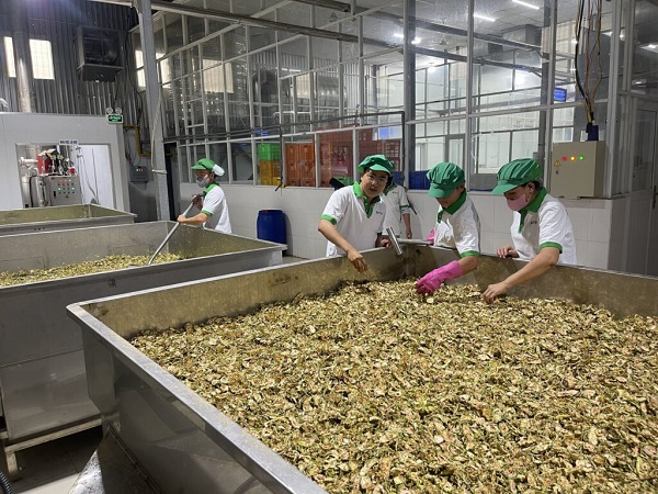 Dược liệu tự nhiên hỗ trợ điều trị sỏi mật