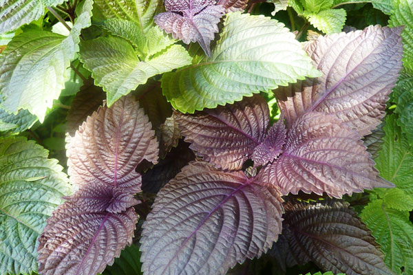 Hình ảnh ké đầu ngựa và lá tía tô – giải pháp thiên nhiên cho viêm xoang