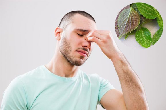 Ké đầu ngựa và lá tía tô: những thành phần nào giúp hỗ trợ điều trị viêm xoang?