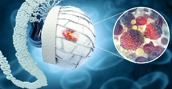 Vai trò của thận và tinh hoàn trong sức khỏe sinh lý nam giới